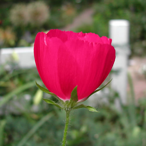 Callirhoe involucrata